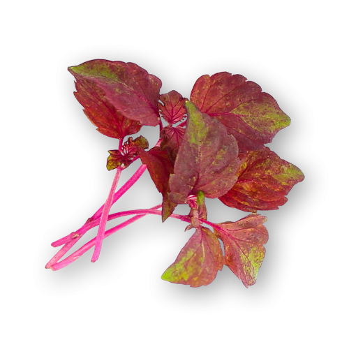 Micro Shiso